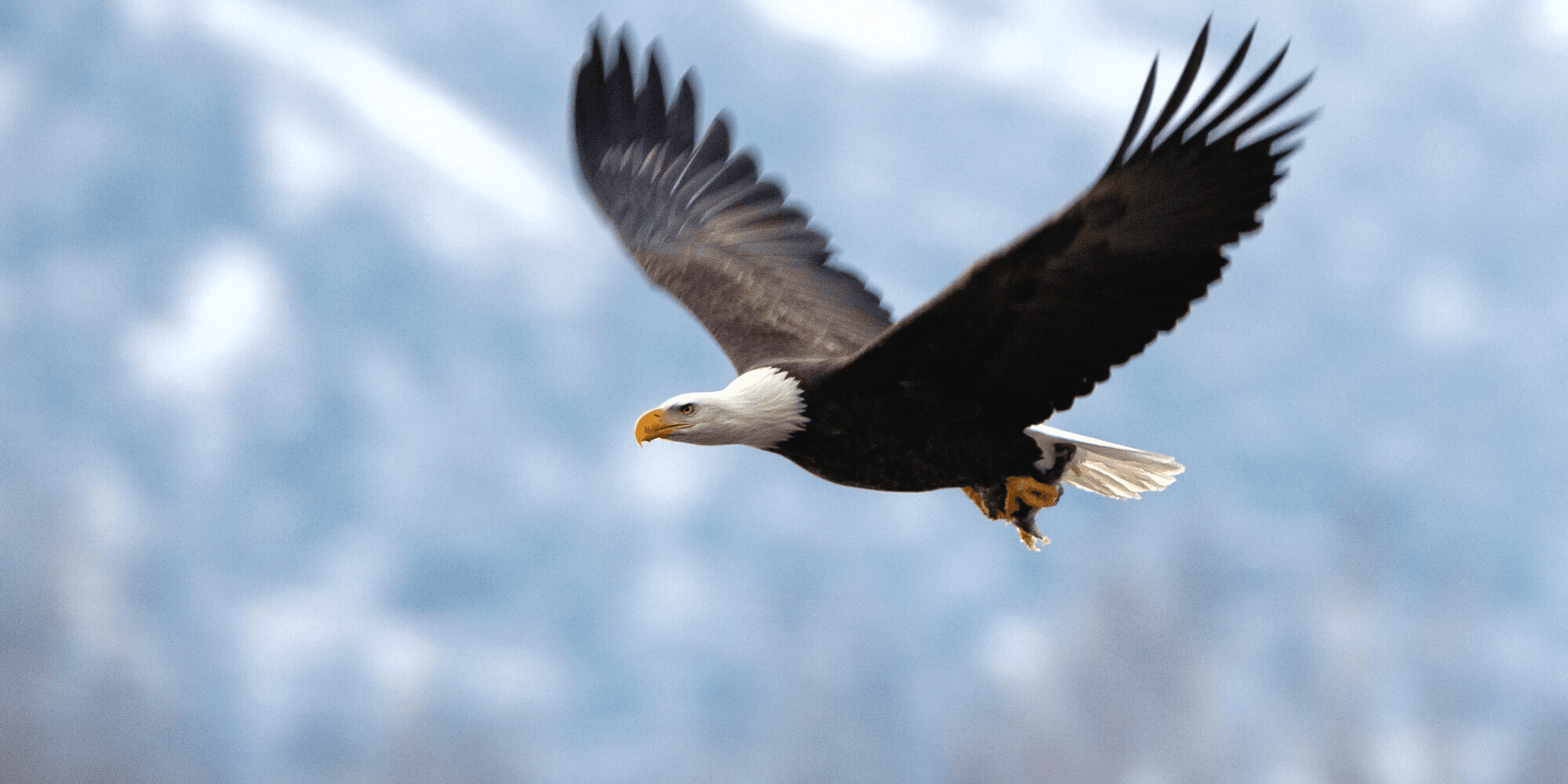 Ein Adler fliegt hoch in der Luft